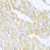 Anti-eIF2alpha Antibody (CAB0764)