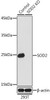 Anti-SOD2 Antibody -Knockout Validated (CAB1340)