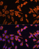 Anti-DRP1 Antibody (CAB16661)