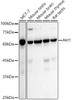Anti-AKT1 [ARC51585] Monoclonal Antibody (CAB22770)