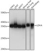 Anti-LDHA [ARC0509] Monoclonal Antibody (CAB21893)