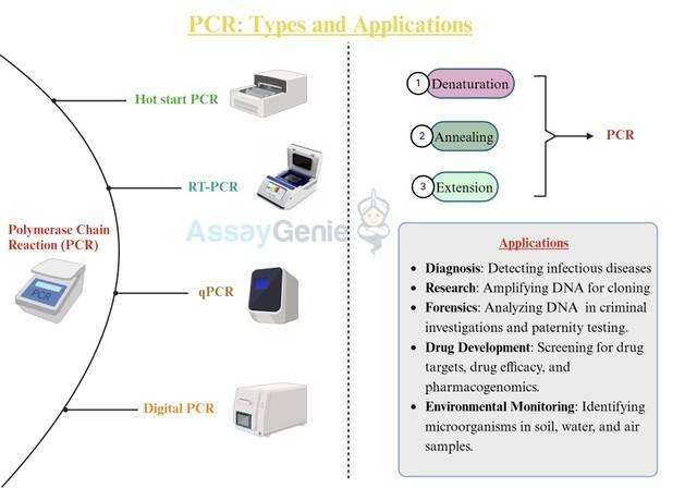 PCR : 種類と用途