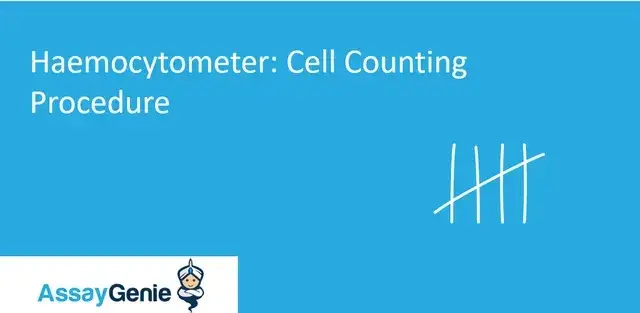 血球計数器の細胞計数手順