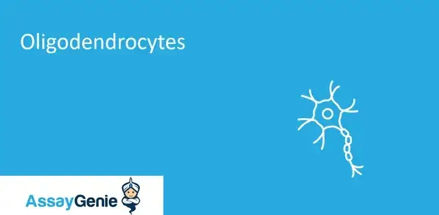 希突起膠細胞: それは何ですか?