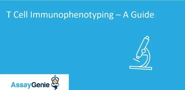 T 細胞の免疫表現型検査 - ガイド