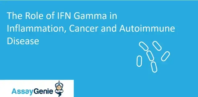 炎症、癌、自己免疫疾患におけるIFNガンマの役割