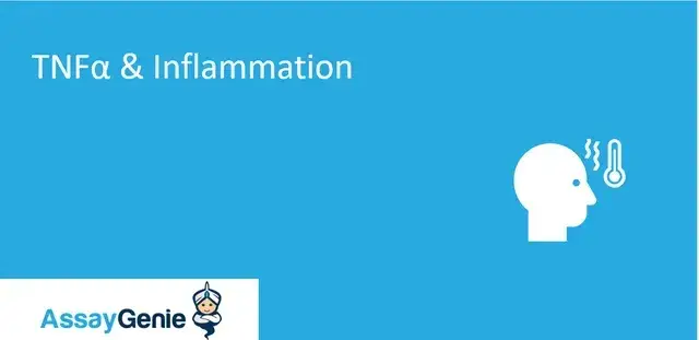 TNFアルファと炎症