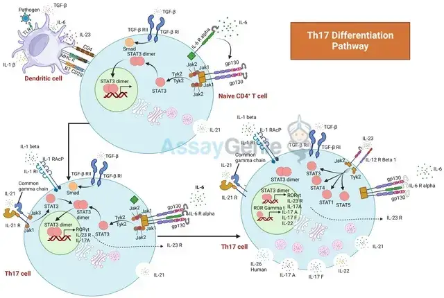 Th17 細胞の分化: 免疫学的ダイナミクスに関する洞察