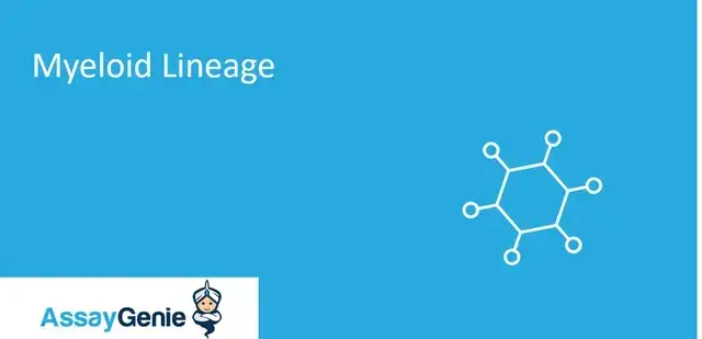 骨髄系譜：免疫細胞生産の先駆者