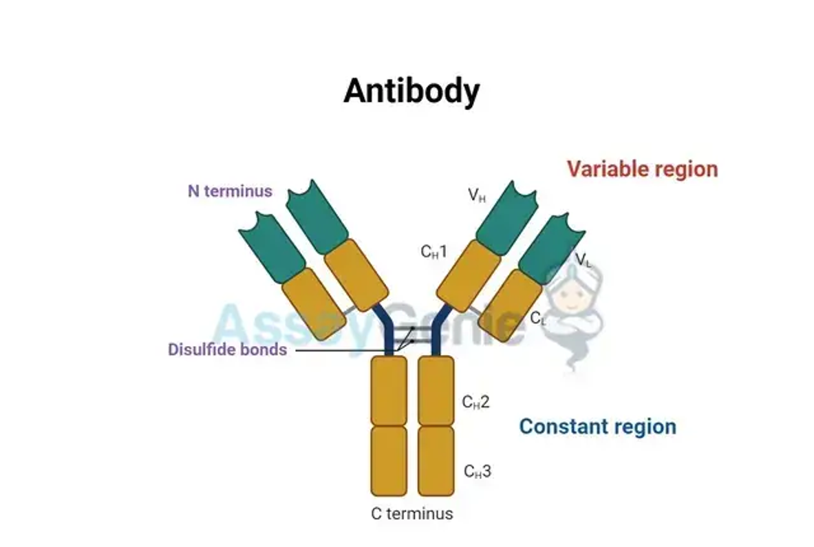 turamiJANEWAY'S免疫生物学　原書第9版 詹韦免疫生物学（原书第九版）(Janeway's Immunobiology