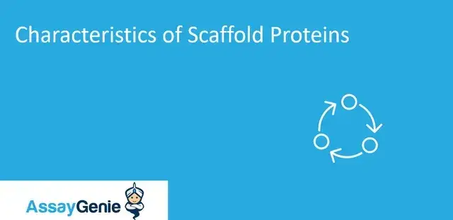 足場タンパク質の特性