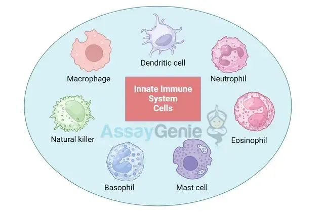 自然免疫システム細胞: 詳細な概要
