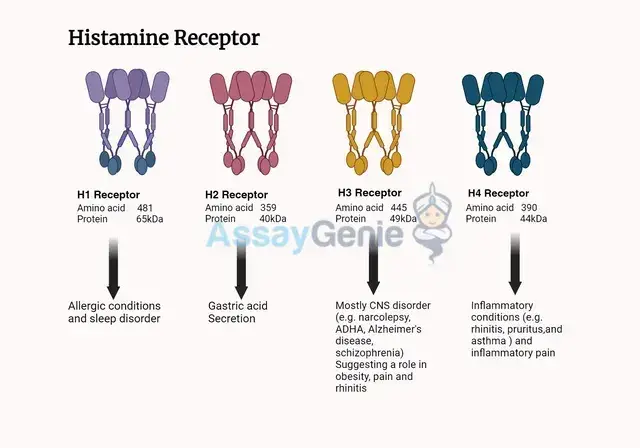 ヒスタミン受容体：免疫学的および神経学的反応のゲートキーパー