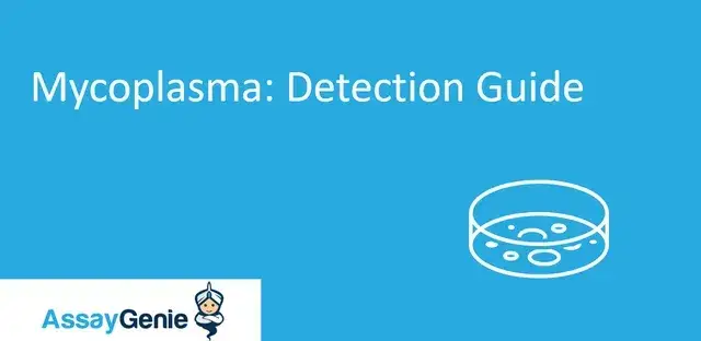 細胞培養におけるマイコプラズマ検出ガイド