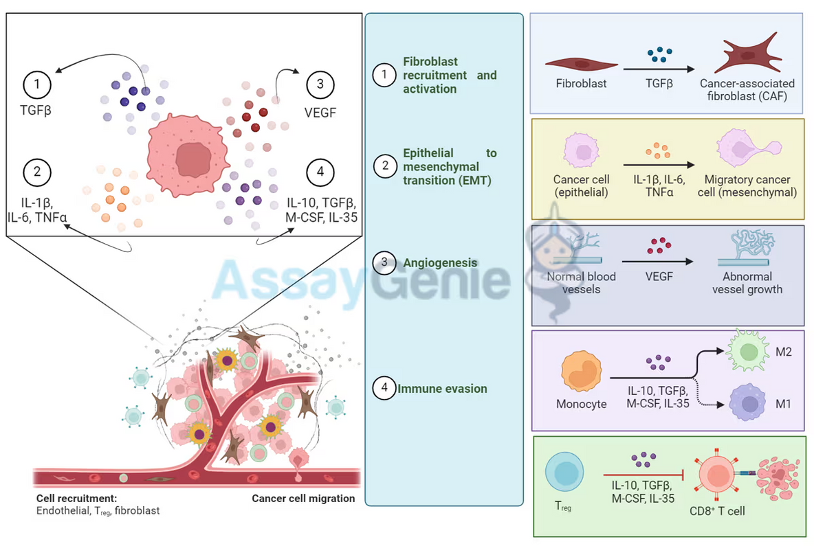 ミトファジー: 健康的な生活のための細胞の掃除隊