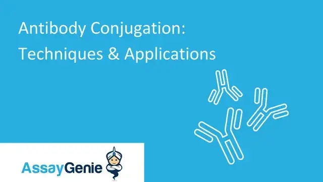 抗体結合：技術と応用