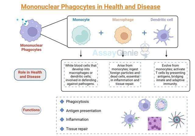 健康と病気における単核食細胞