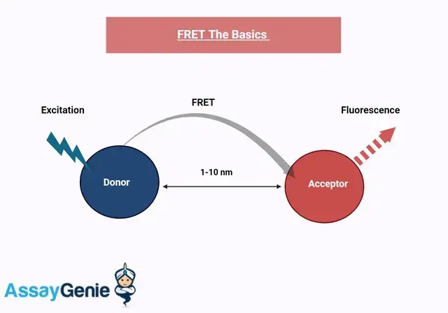 蛍光共鳴エネルギー移動（FRET）アッセイ：分子相互作用への洞察