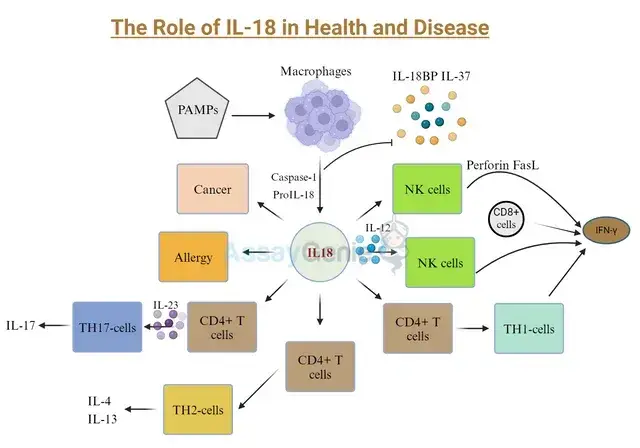 健康と病気におけるIL-18の役割