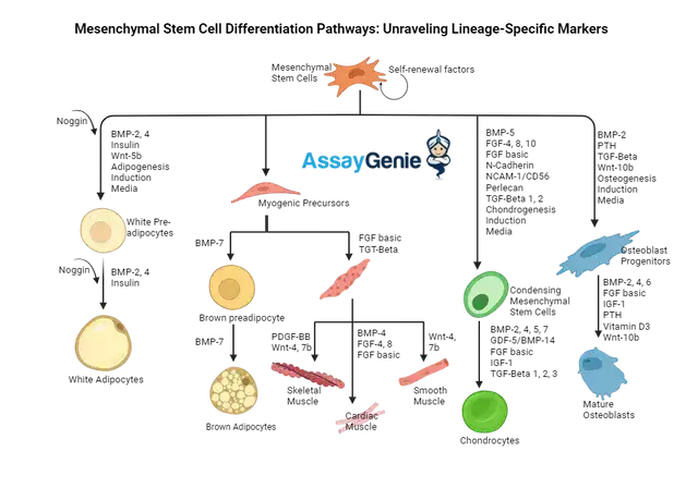 間葉系幹細胞の分化経路: 系統特異的マーカーの解明