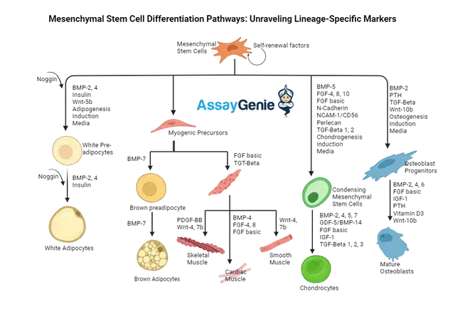 間葉系幹細胞の分化経路: 系統特異的マーカーの解明 - Assay Genie Japan