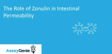 腸管透過性におけるゾヌリンの役割