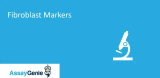 線維芽細胞マーカー