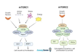mTOR シグナル伝達経路の理解: 細胞の成長と代謝における重要な役割