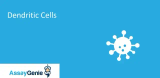 樹状細胞 - マーカー、活性化、サブタイプ