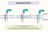 CD16を理解する: 包括的な概要