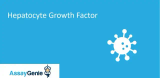 肝細胞増殖因子 (HGF)