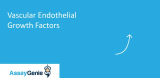 VEGF: 炎症と腫瘍形成