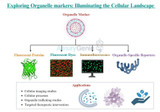 オルガネラマーカーの探索: 細胞の状況を解明する
