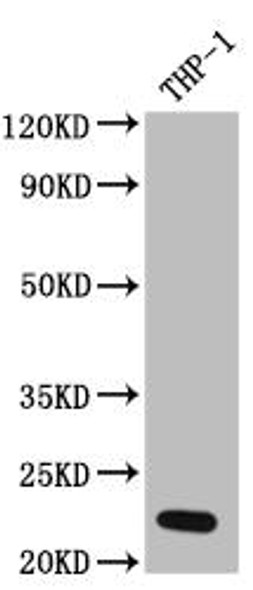 Anti-IL23A Antibody (RACO0456)