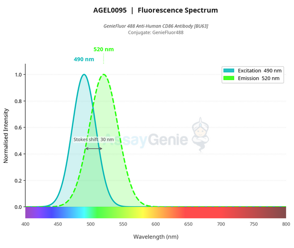 GenieFluor 488 Anti-Human CD86 Antibody [BU63] (AGEL0095)