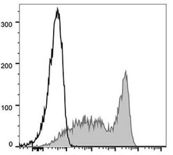 FITC Anti-Mouse CD90.2 Antibody [30H12] (AGEL0343)