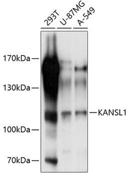 Anti-KANSL1 Antibody (CAB10755)