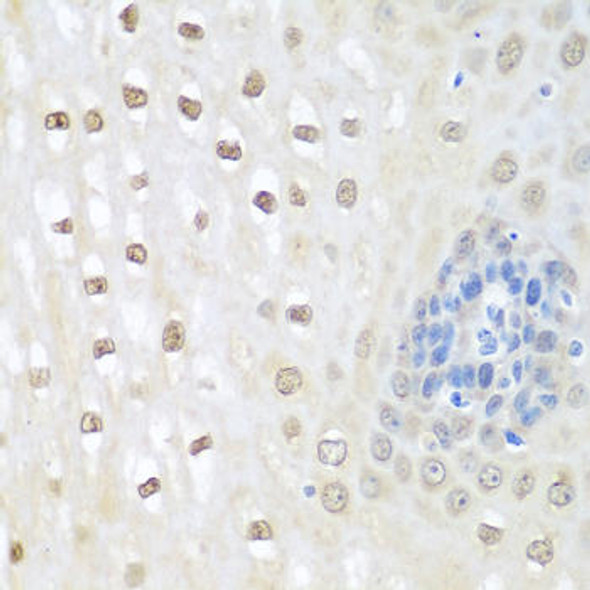 Anti-NEDD8 Antibody (CAB1163)