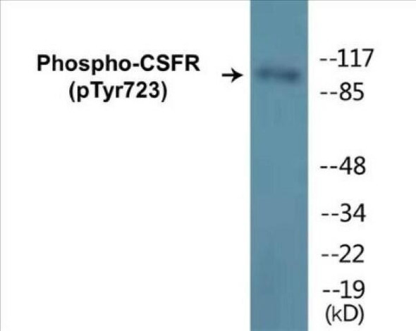 CSFR (Phospho-Tyr723)Colorimetric Cell-Based ELISA Kit (CBCAB00018)