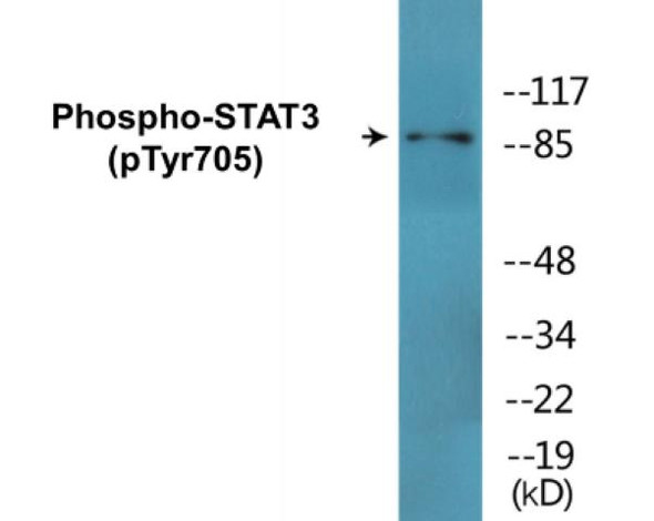 STAT3 (Phospho-Tyr705)Colorimetric Cell-Based ELISA Kit (CBCAB00020)