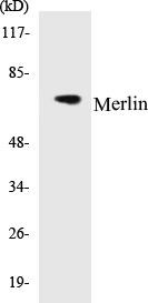 Merlin Colorimetric Cell-Based ELISA Kit (CBCAB00063)