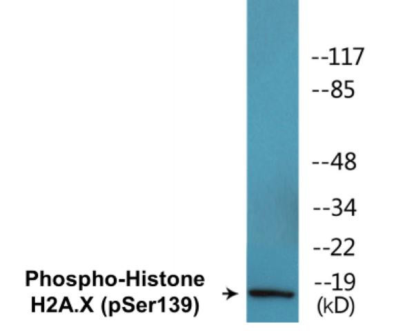 Histone H2A.X (Phospho-Ser139)Colorimetric Cell-Based ELISA Kit (CBCAB00071)