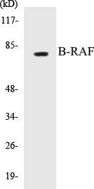 B-RAF Colorimetric Cell-Based ELISA Kit (CBCAB00074)