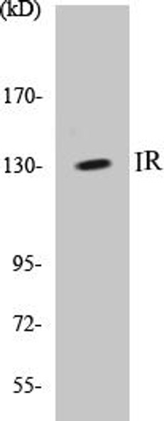 IR Colorimetric Cell-Based ELISA Kit (CBCAB00082)