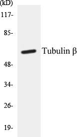 Tubulin beta Colorimetric Cell-Based ELISA Kit (CBCAB00090)