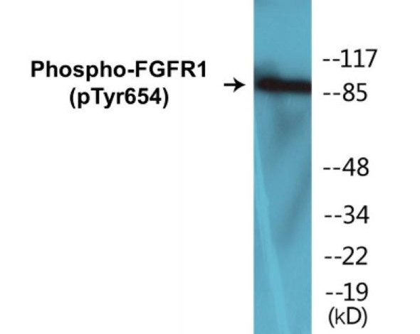 FGFR1 (Phospho-Tyr654)Colorimetric Cell-Based ELISA Kit (CBCAB00096)