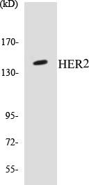 HER2 Colorimetric Cell-Based ELISA Kit (CBCAB00122)