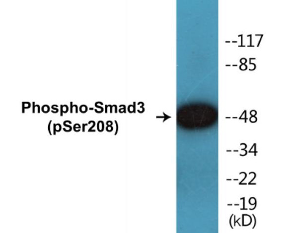 Smad3 (Phospho-Ser208)Colorimetric Cell-Based ELISA Kit (CBCAB00144)
