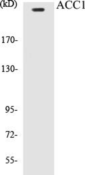 ACC1 Colorimetric Cell-Based ELISA Kit (CBCAB00154)