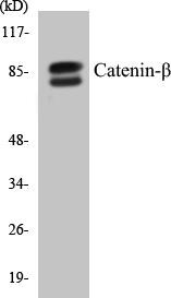 Catenin-beta Colorimetric Cell-Based ELISA Kit (CBCAB00161)